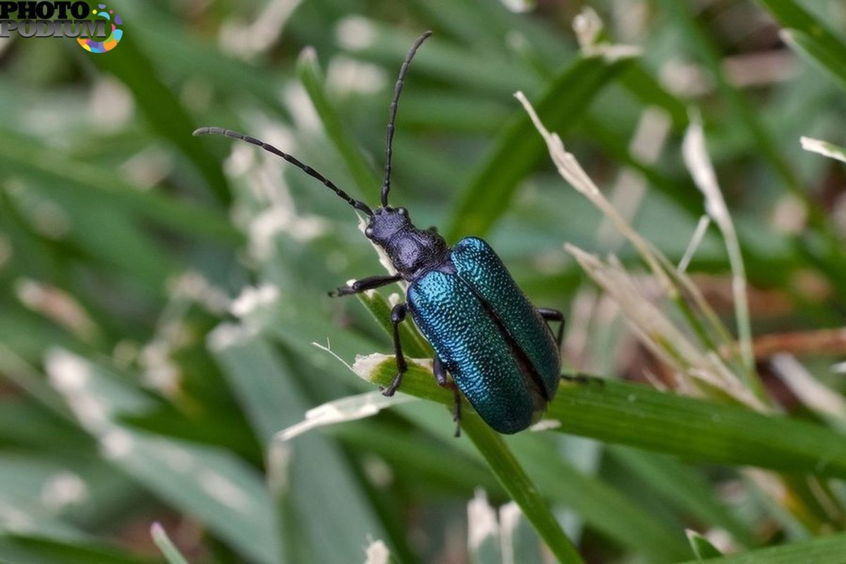 Жук СИНЕКРЫЛ