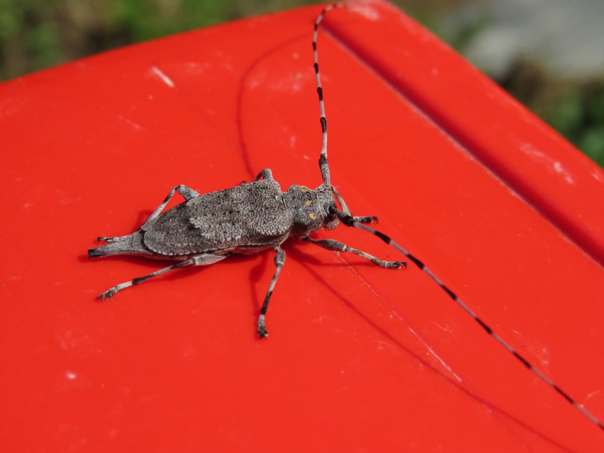 Жук Стриж Балда самый большой