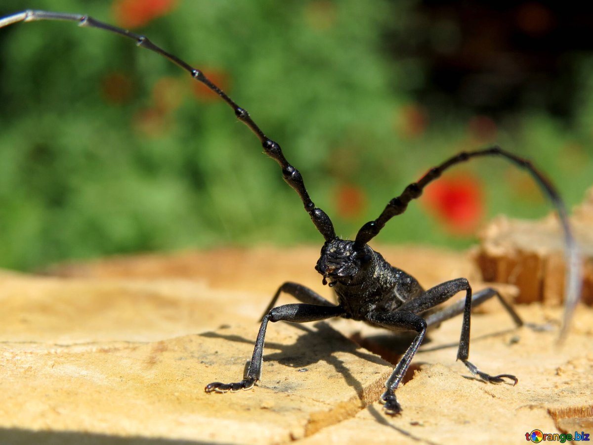 Жук Стригун усач