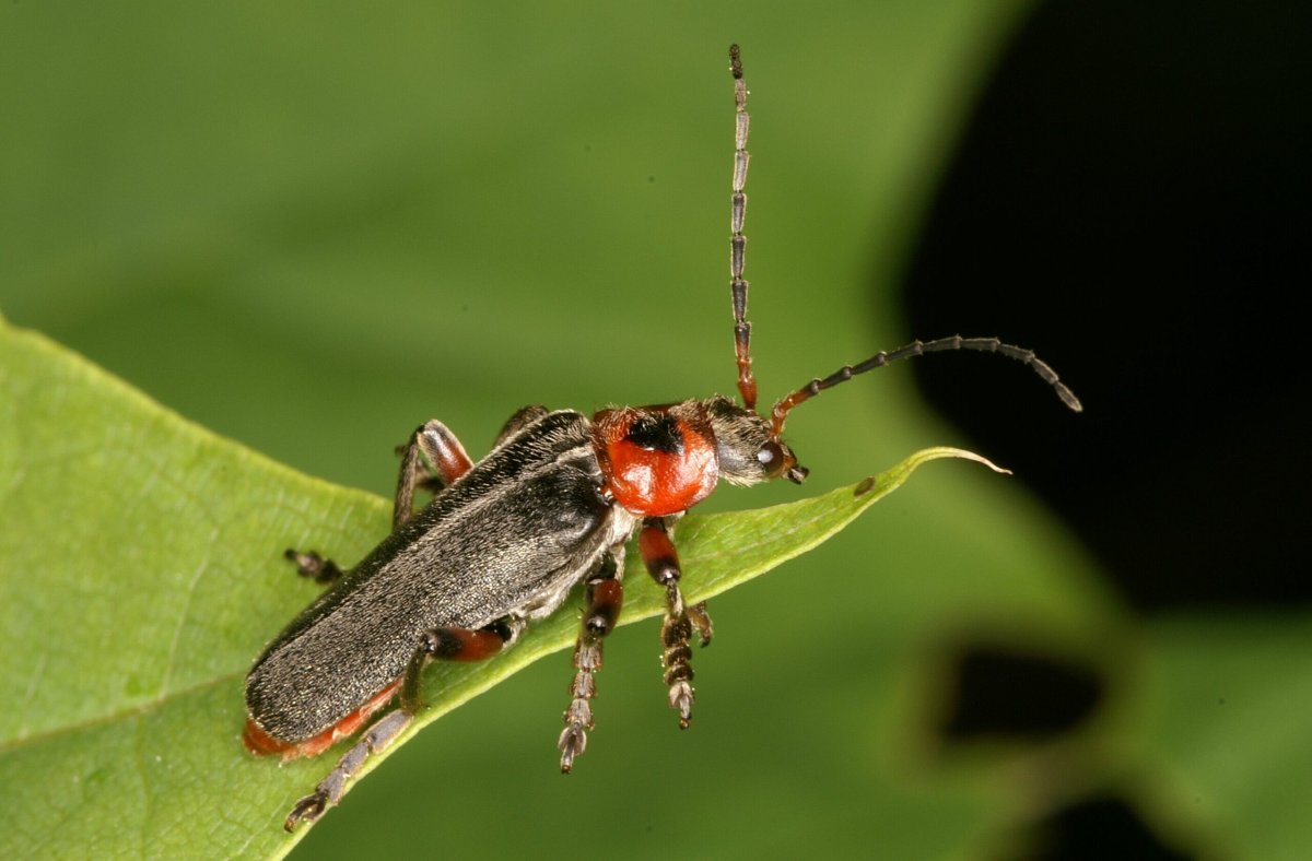 Жук пожарник мягкотелка