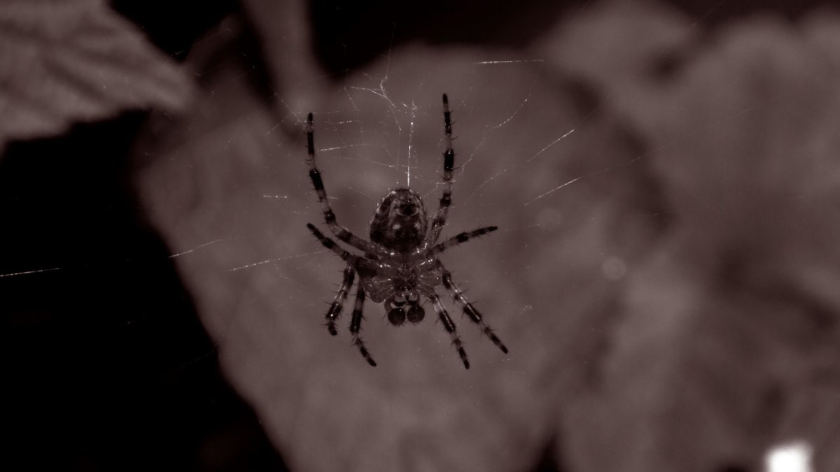 Тарантул Земляной паук
