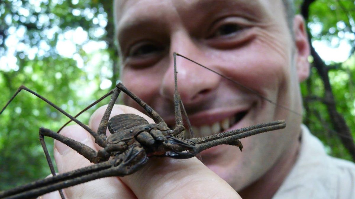 Укус жука усача