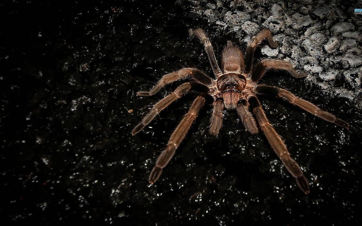 Паук птицеед паутина