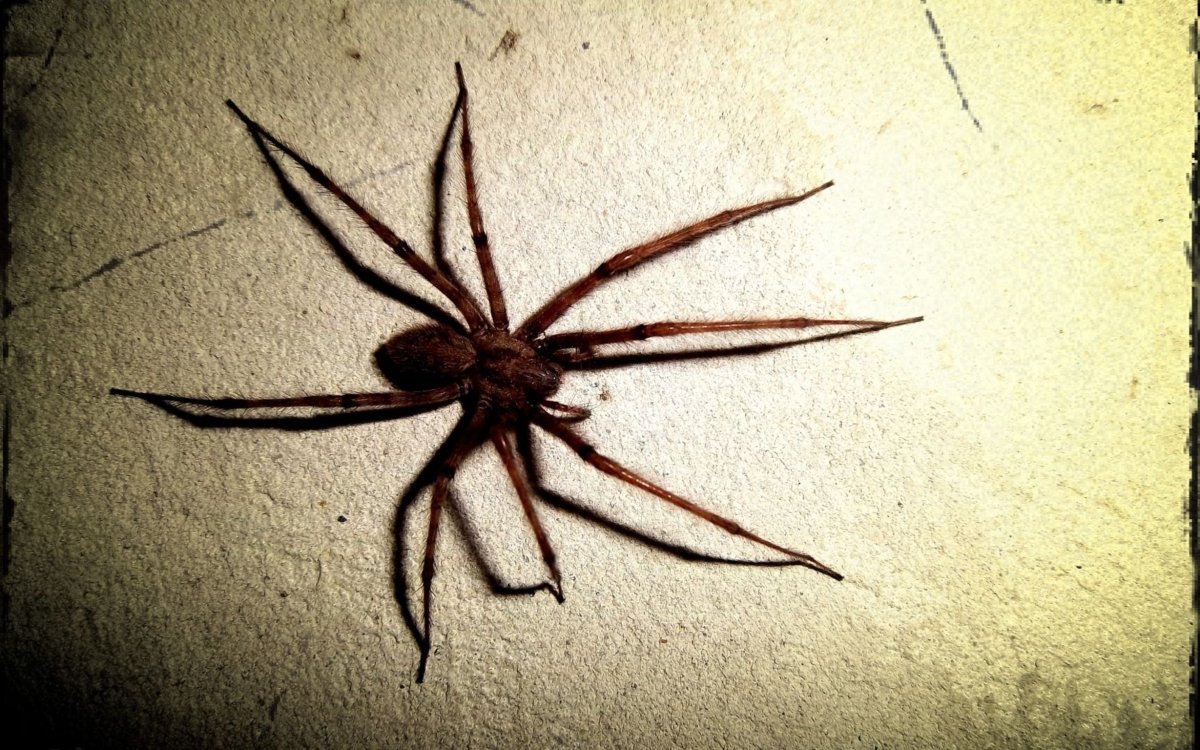 Страшный паук на столе