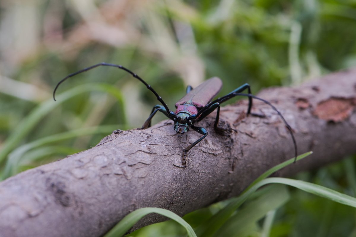 Жук усач опасный
