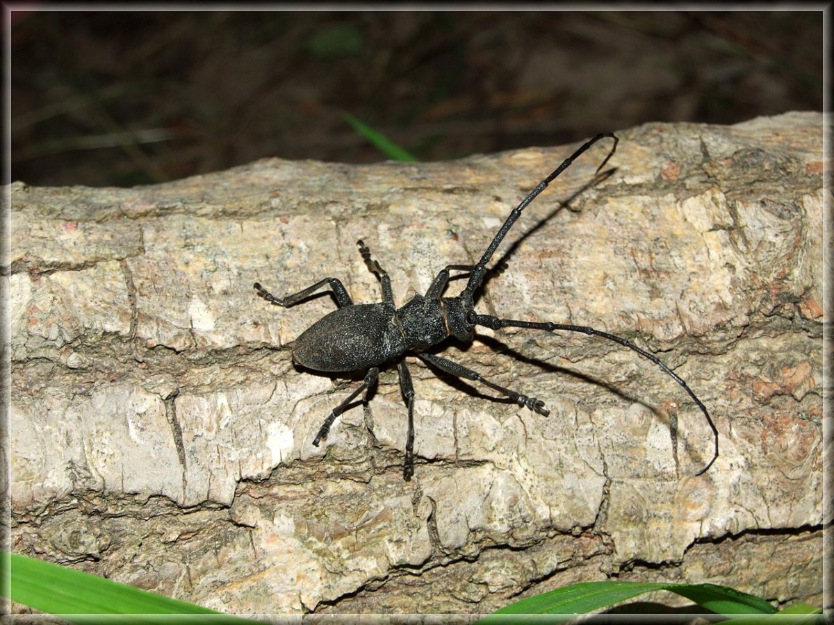 Стригун Жук звук