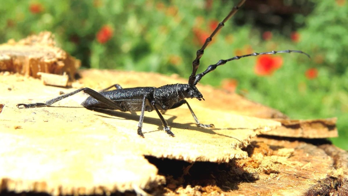 Жук Стригун Кравчик