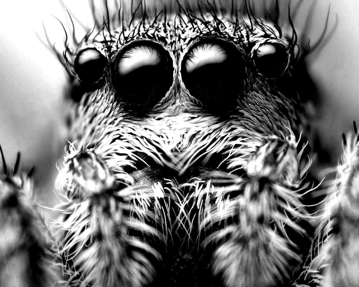 Страшные пауки на рабочий стол