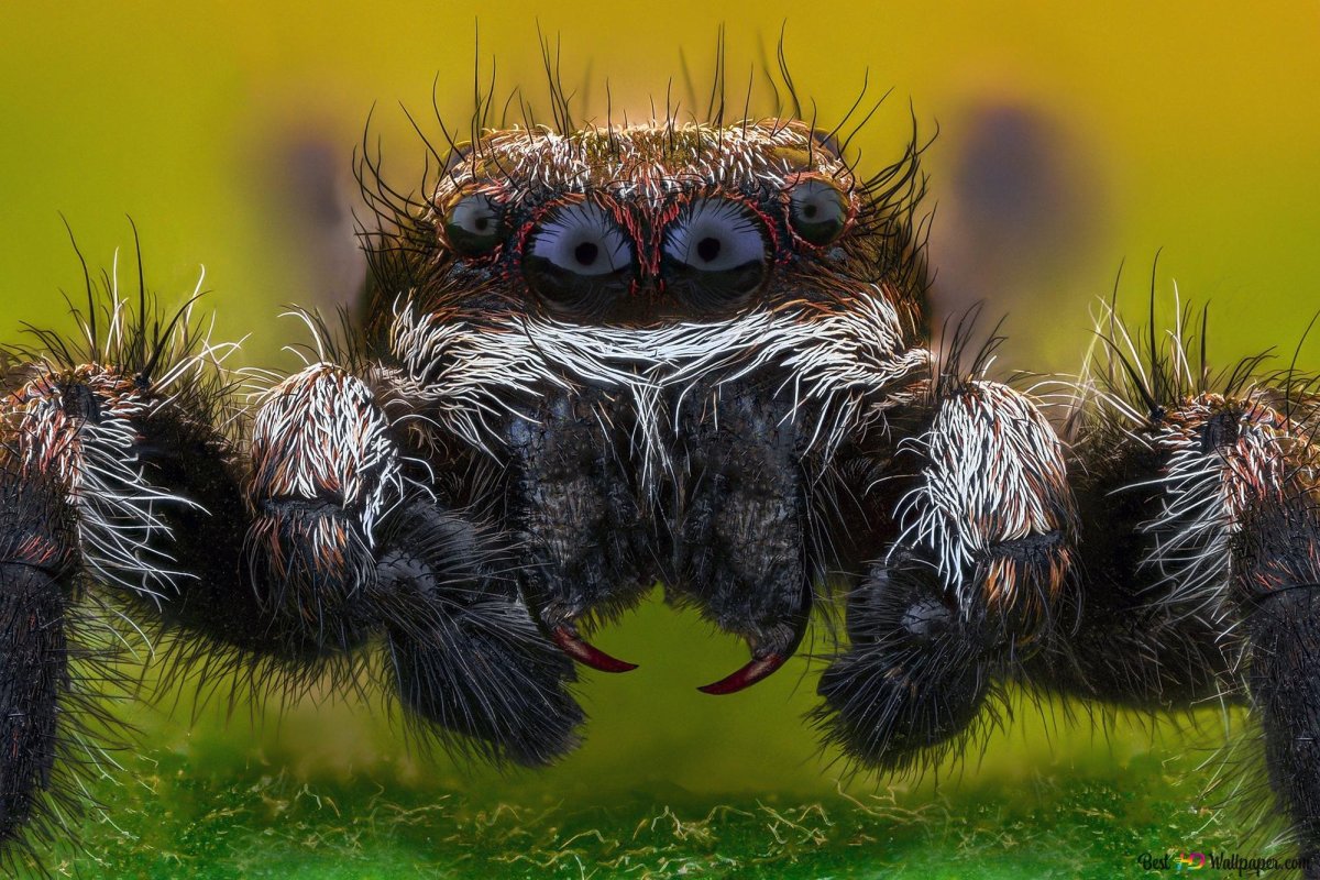 Сибирский Тарантул прыгун