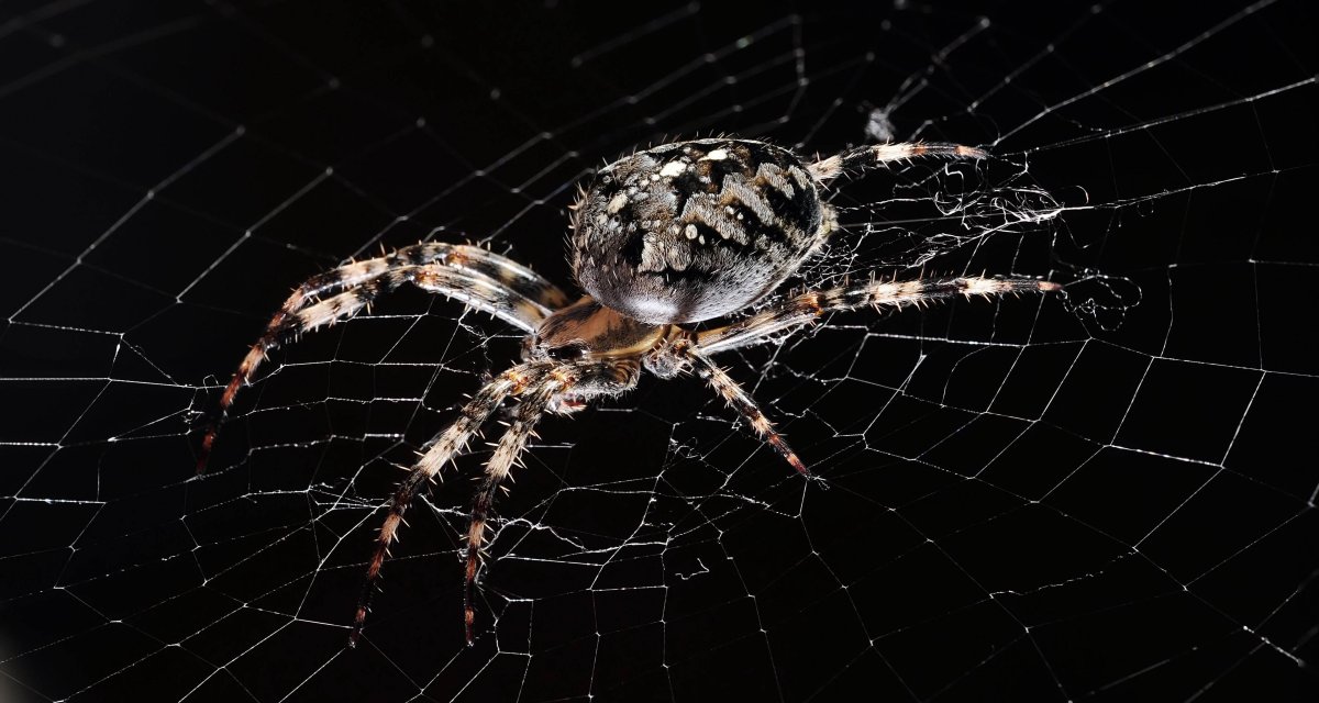 Паутина паука тарантула