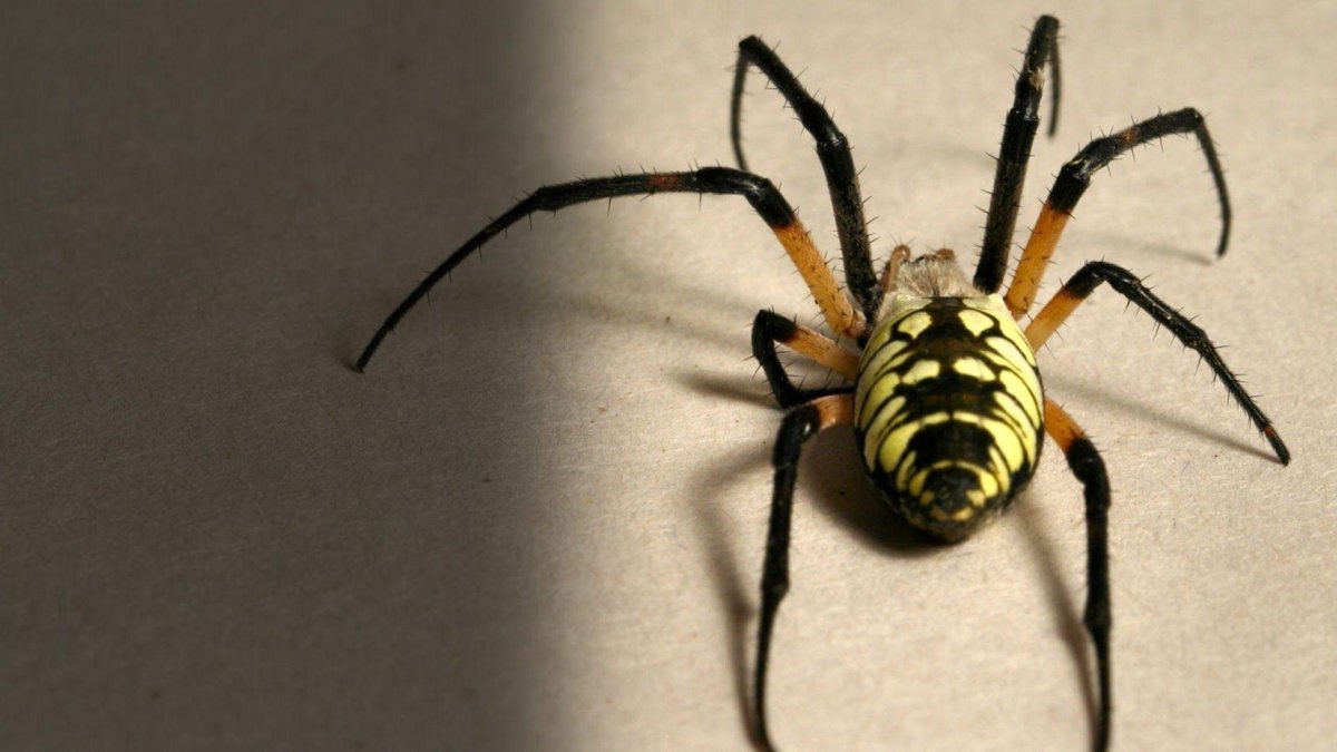 Картинки на рабочий стол пауки