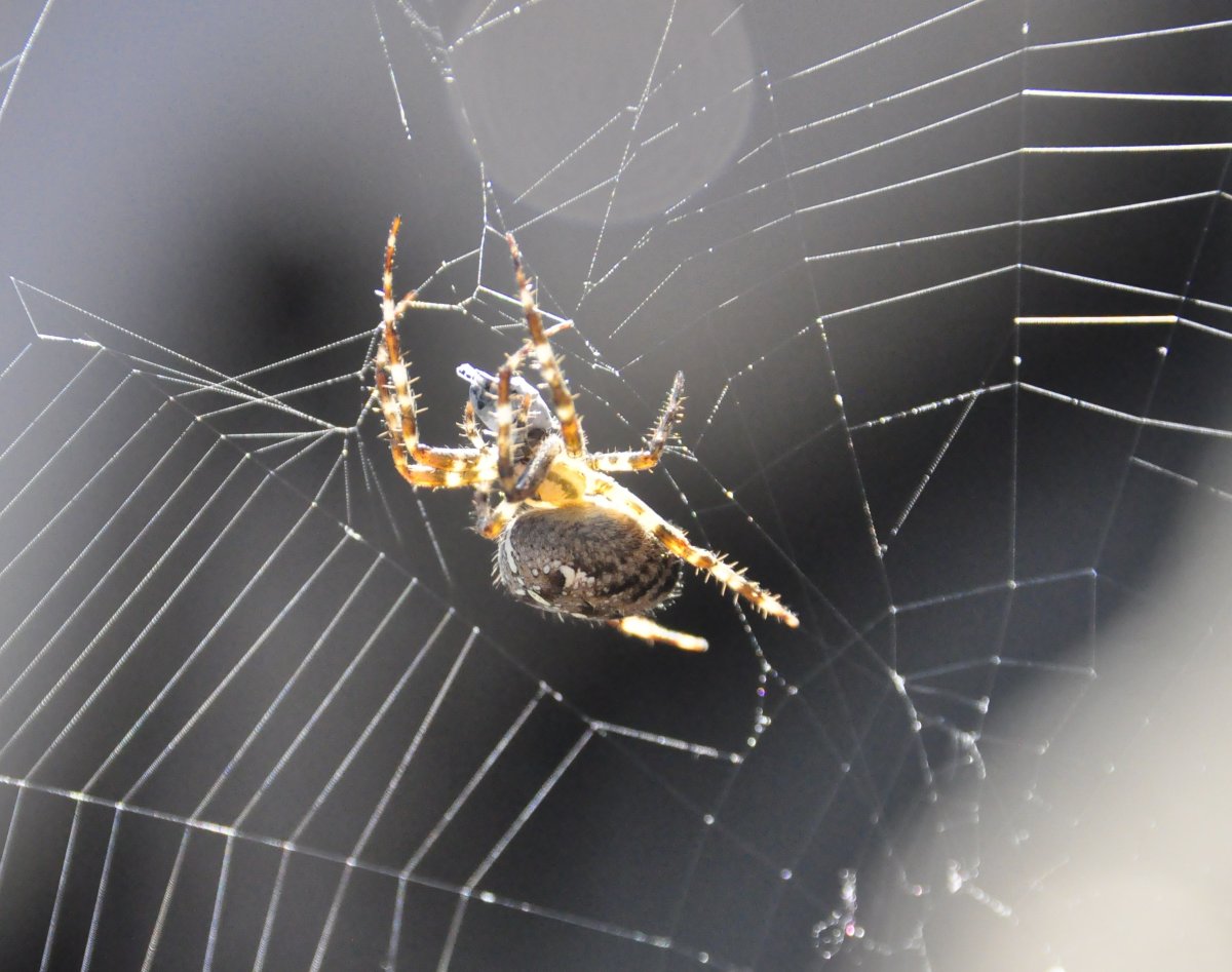 Паук-крестовик перестройка паутины