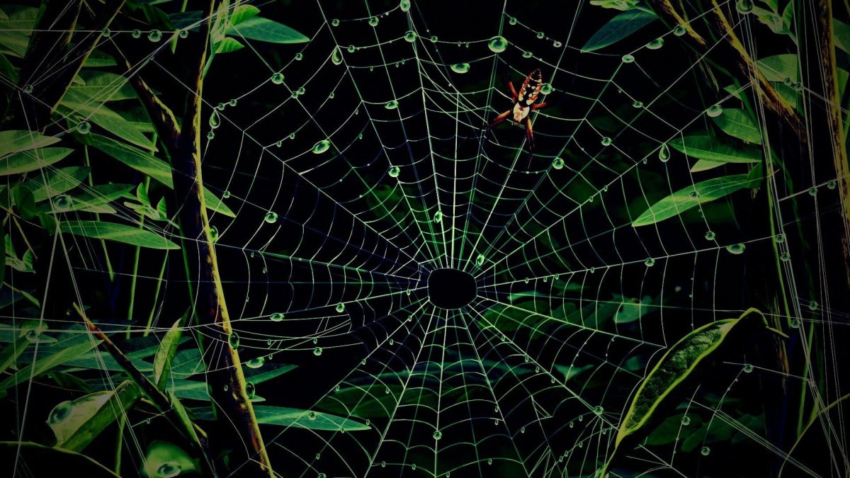 Паутина Джексон