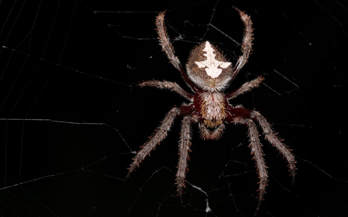 Паук на черном фоне