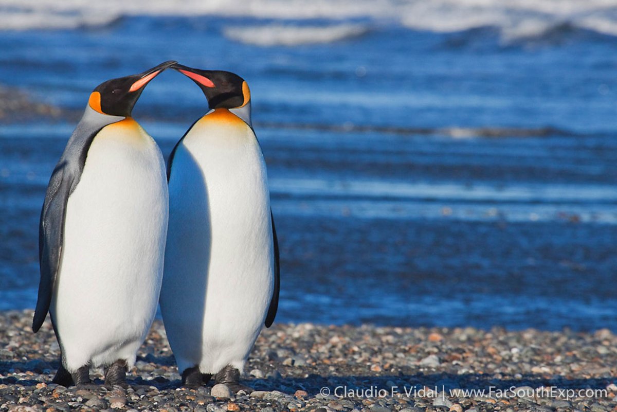 Патагонский Пингвин