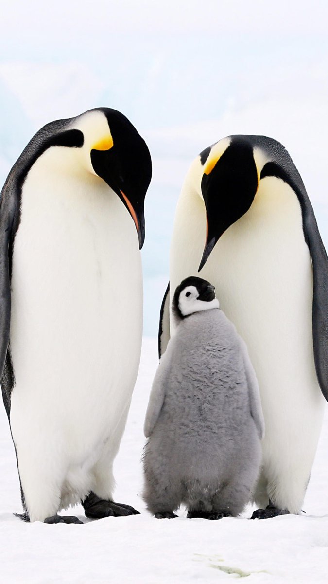 Пингвины HD