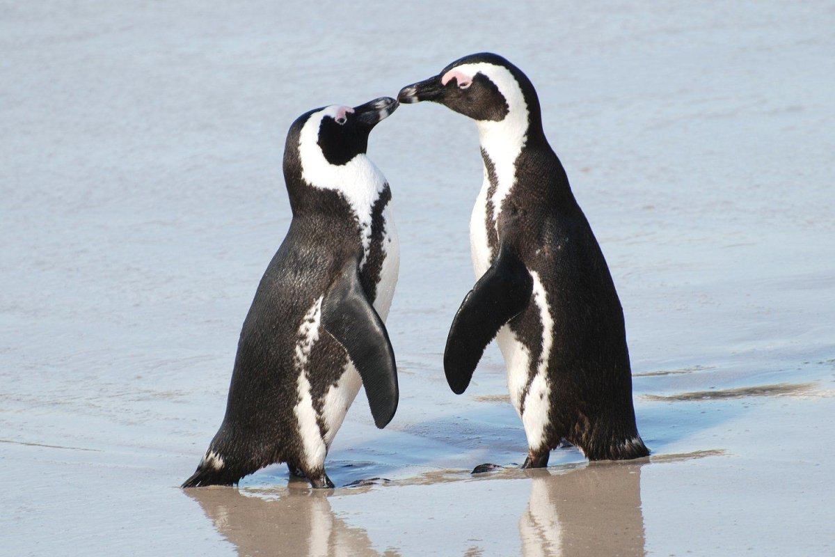 Пингвины целуются