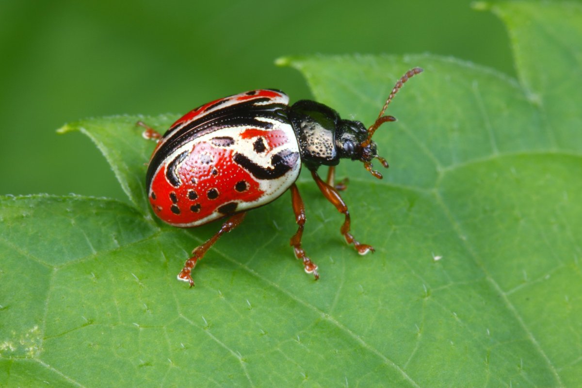 Красный Жук Листоед