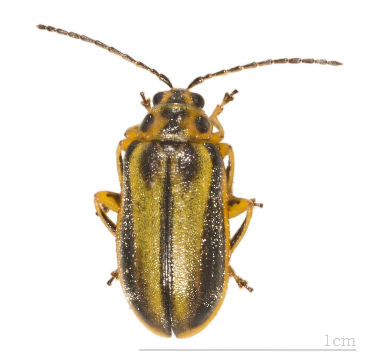 Xanthogaleruca luteola