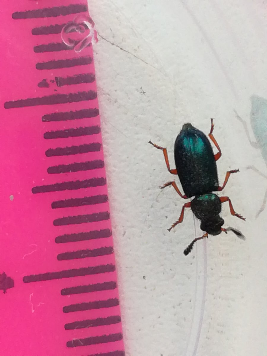 Красноногий ветчинный Жук