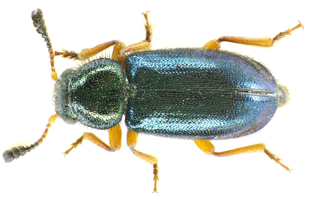 Ветчинный Жук