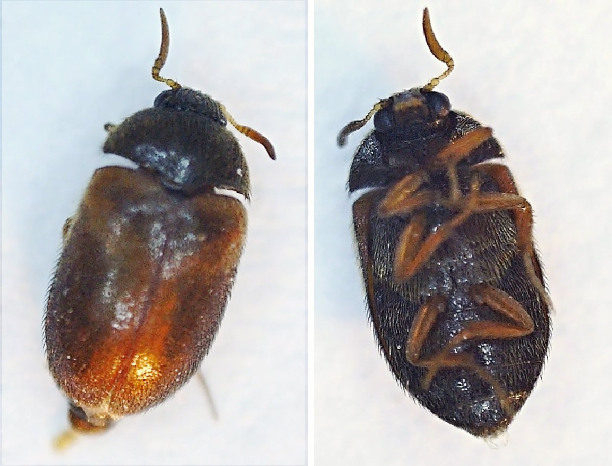 Кожеед Смирнова-Attagenus smirnovi