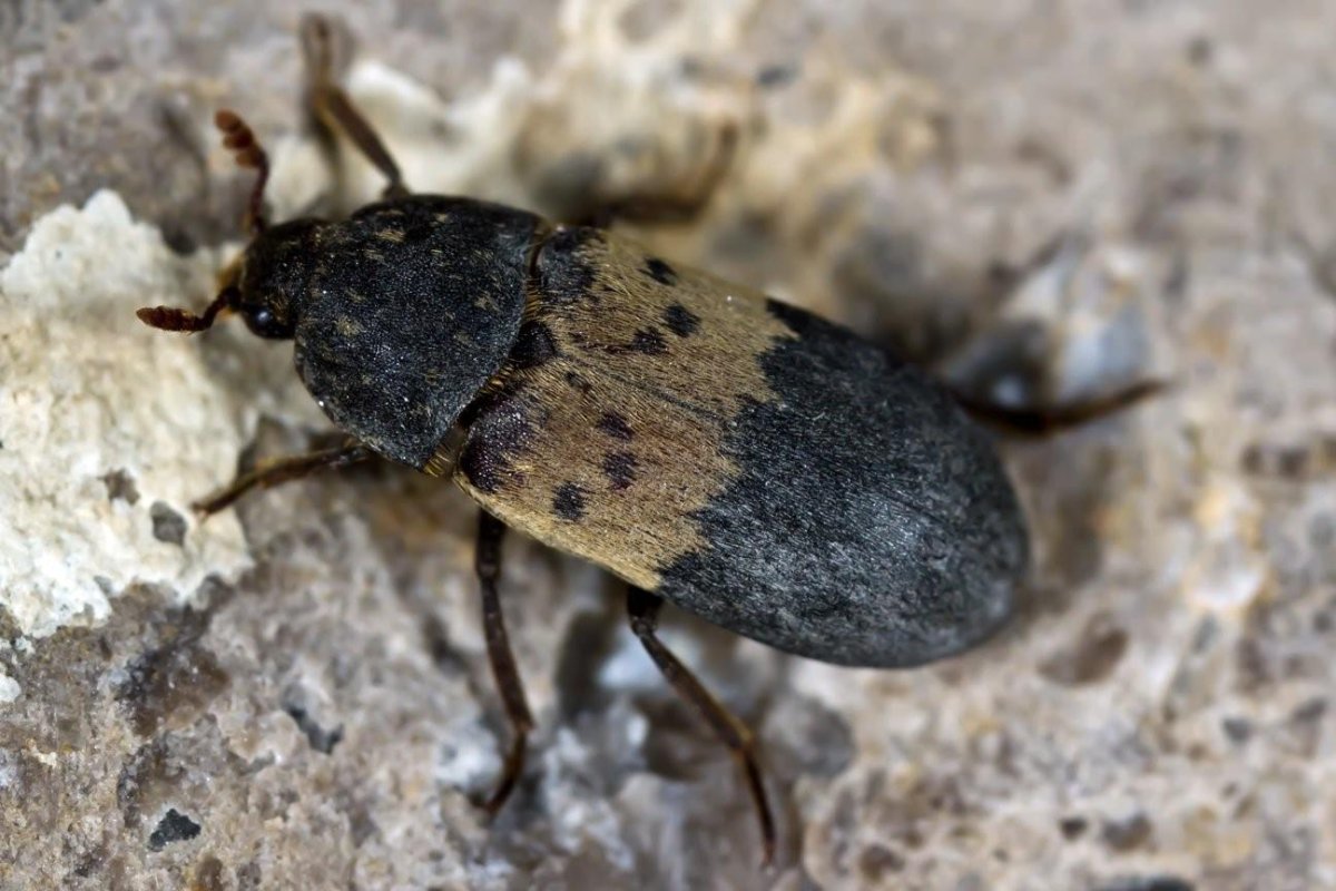 Жук Dermestes Lardarius
