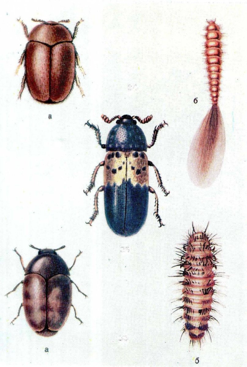 Жук Точильщик личинки