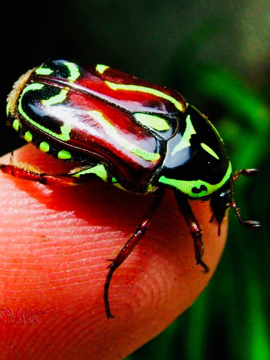 Калифорнийский Жук