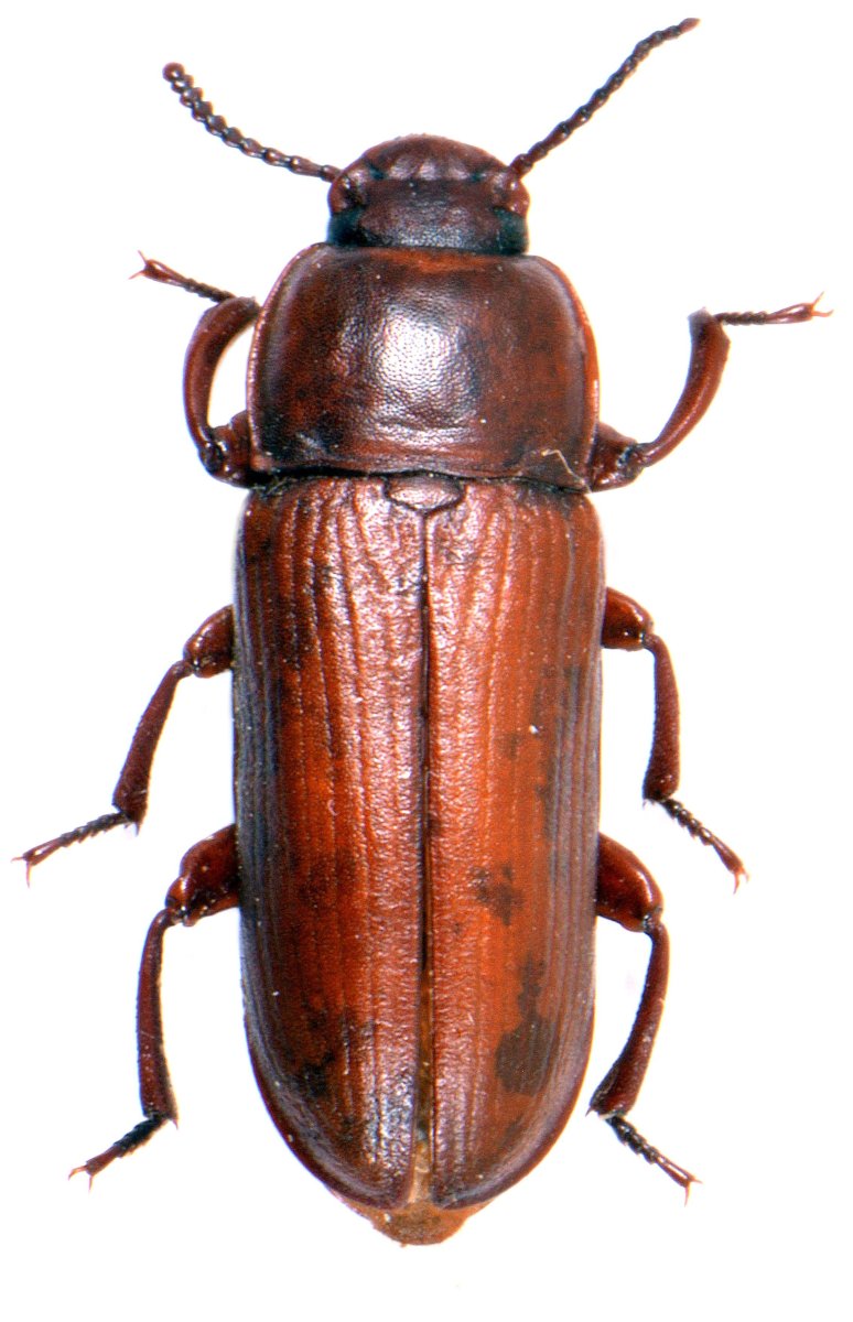 Жук черный хрущак