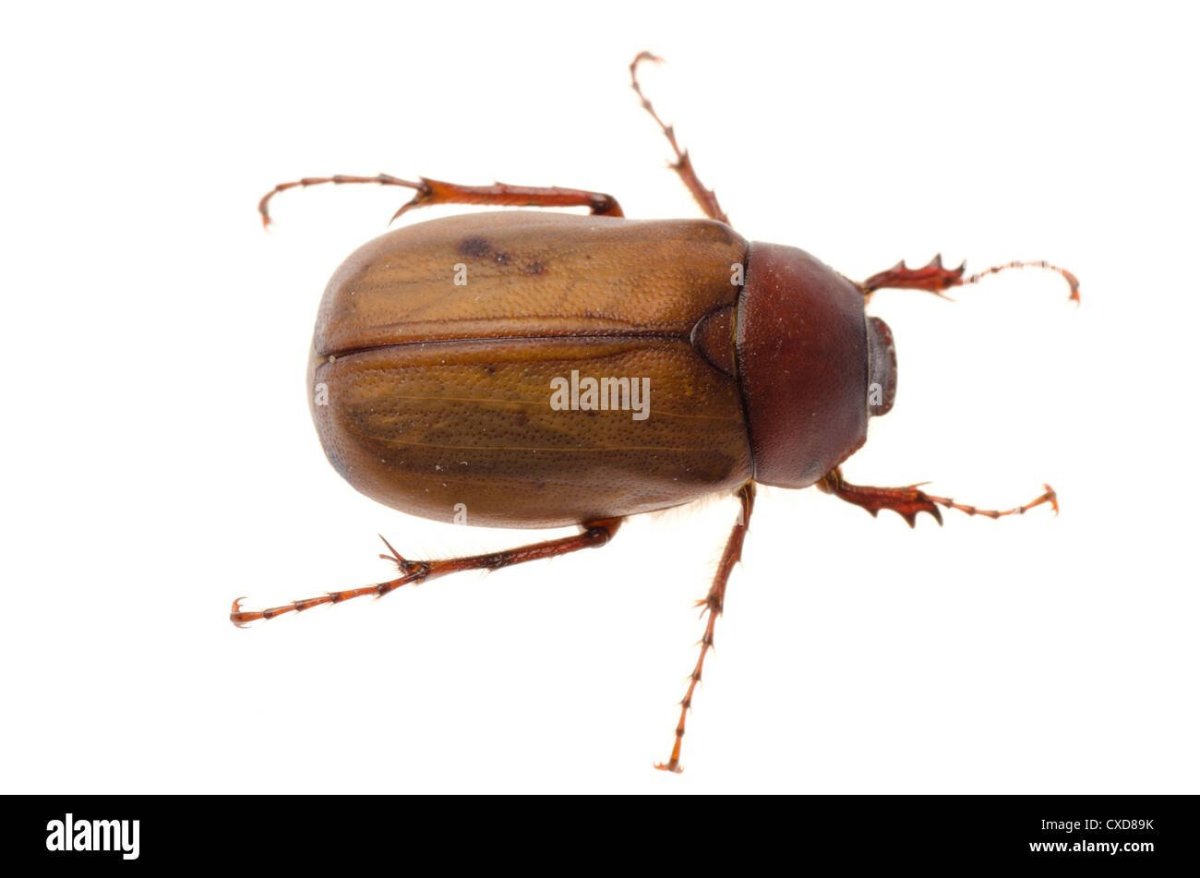 Жук светло коричневого цвета