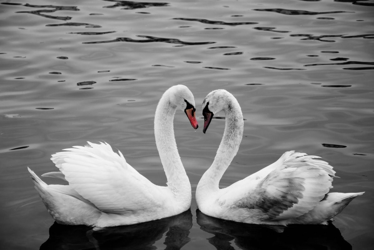 Лебеди двое