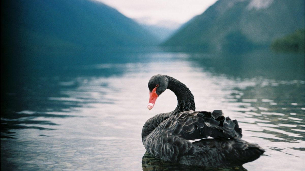 Чёрный лебедь