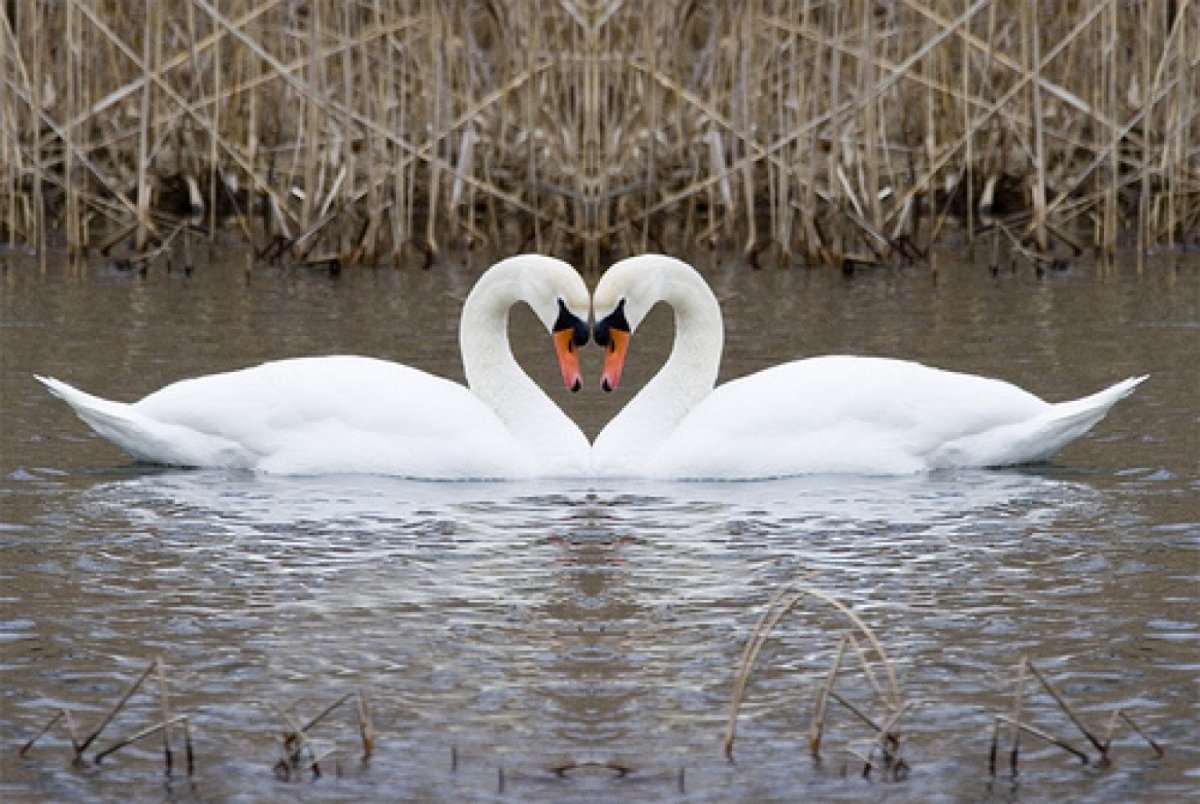 Лебеди символ верности