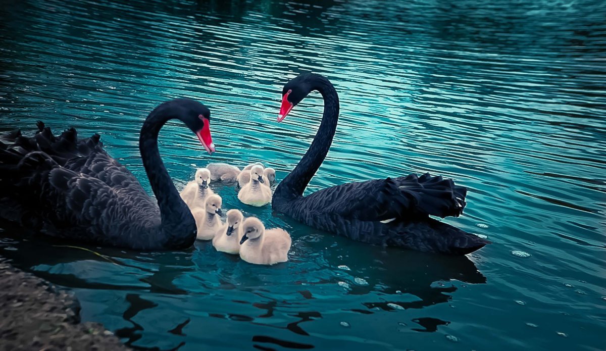 Лебедь с птенцами