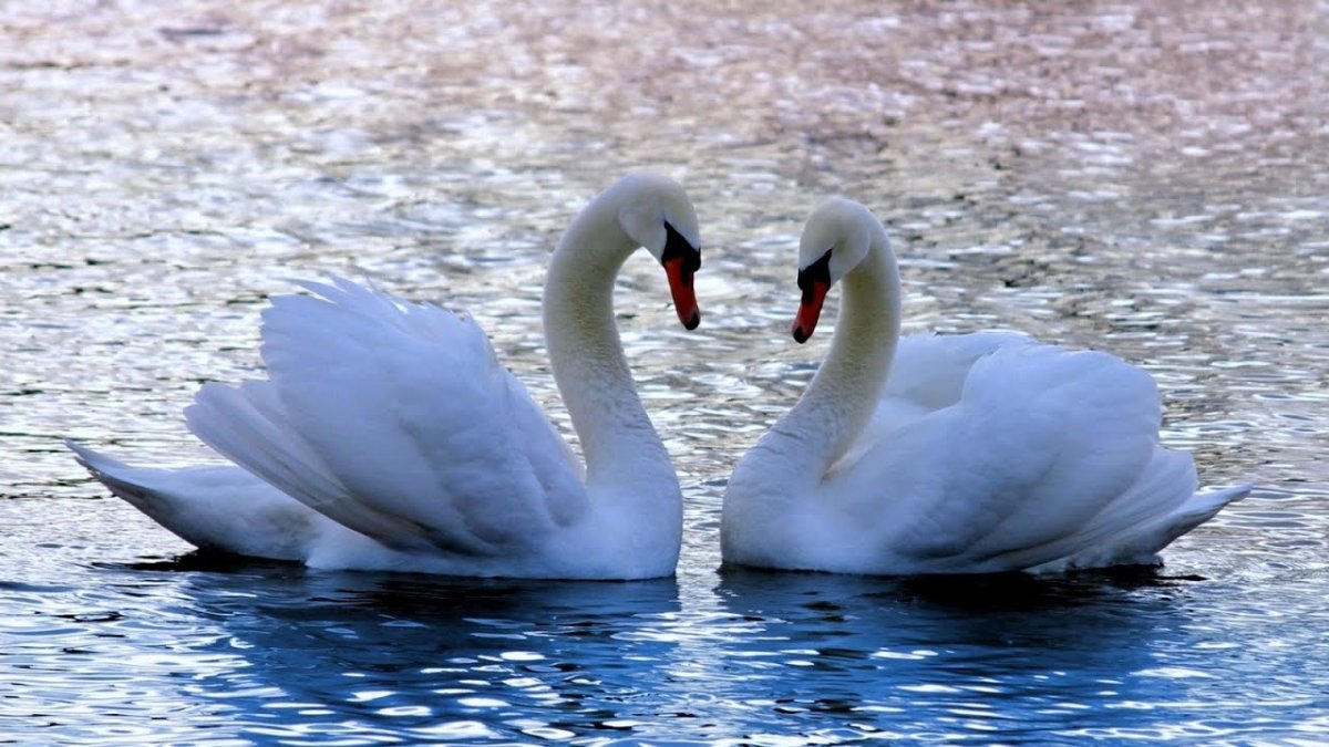 Картинки на рабочий стол лебеди
