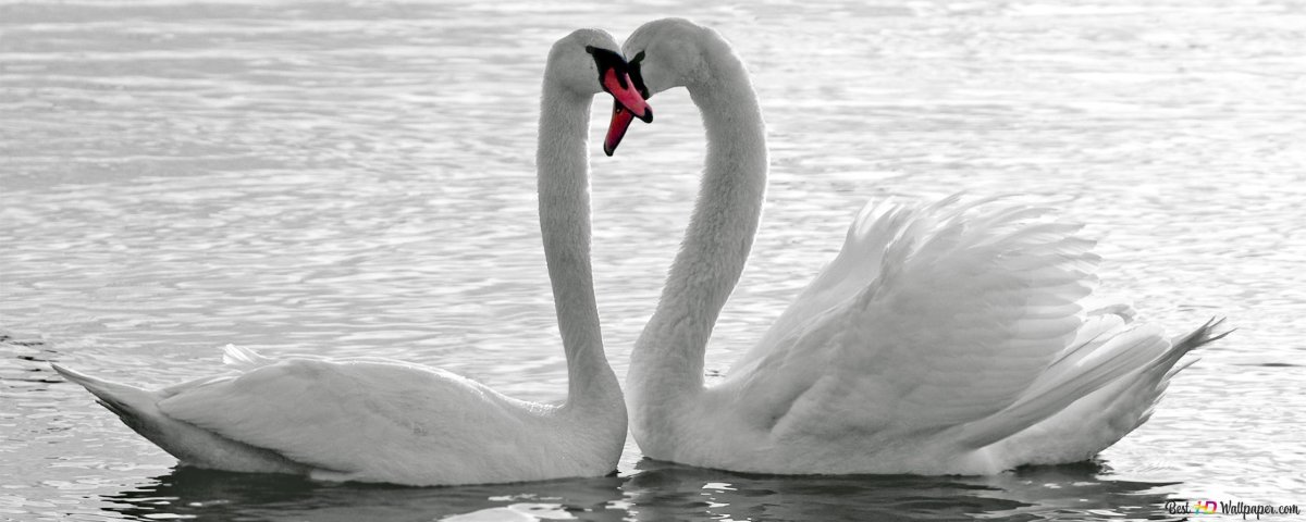 Любовь и взаимоотношения лебеди
