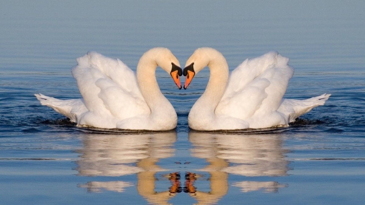 Лебеди сердце