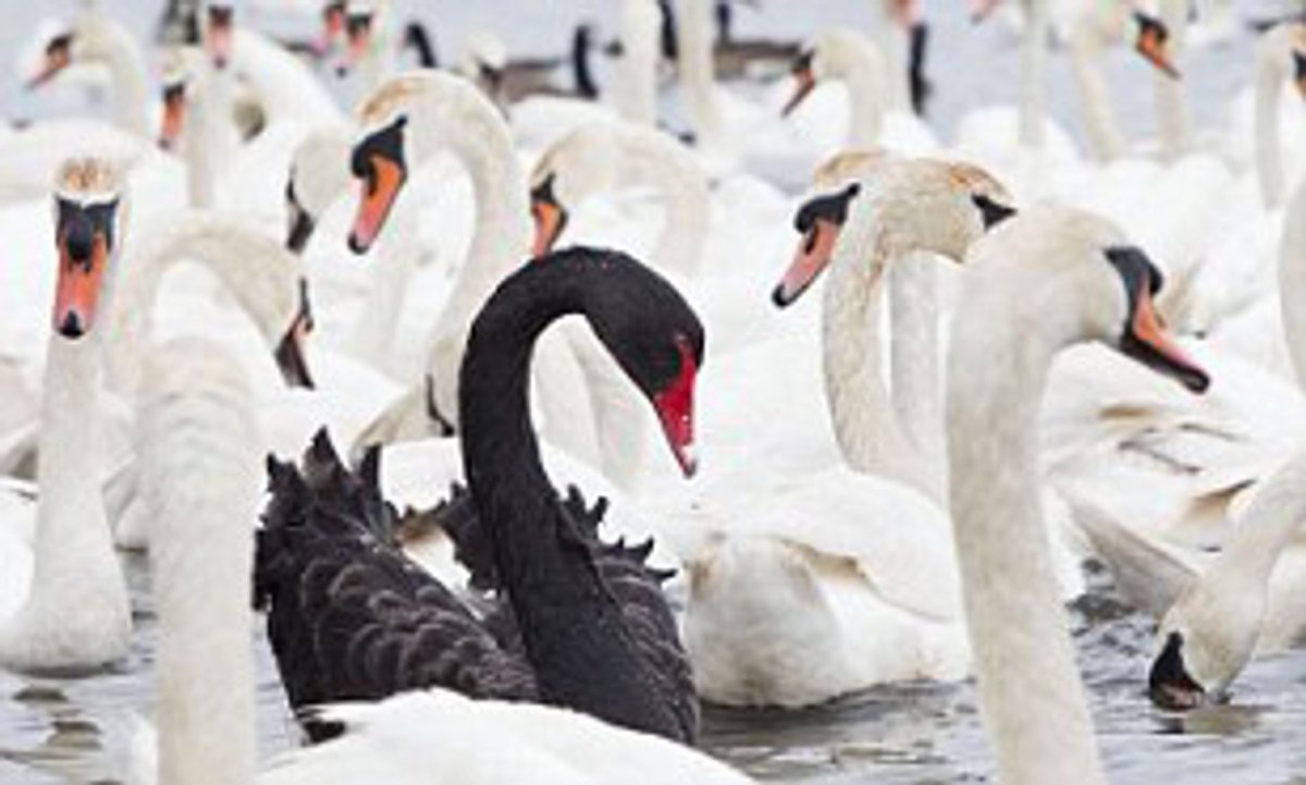 Голова черного лебедя