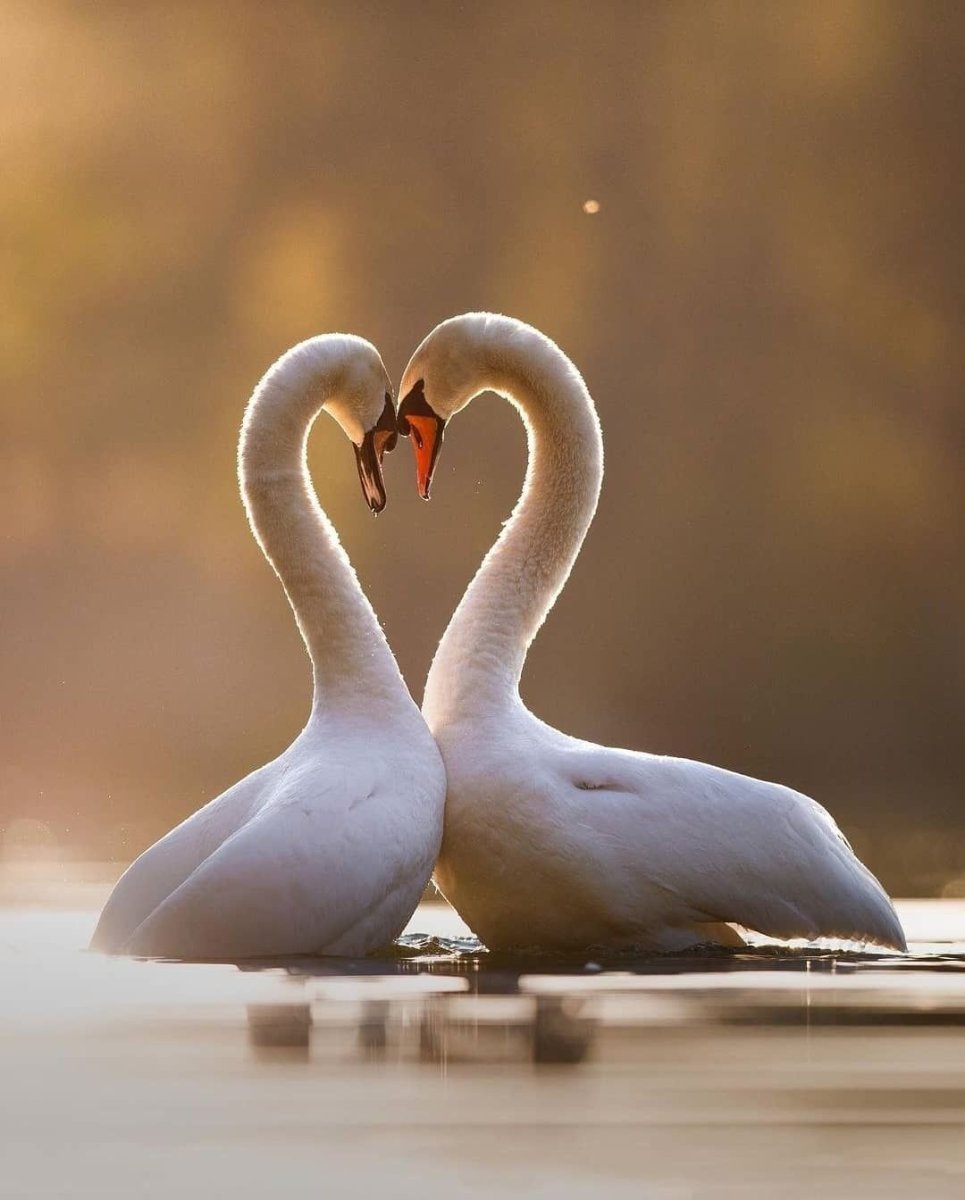 Лебеди (птицы)