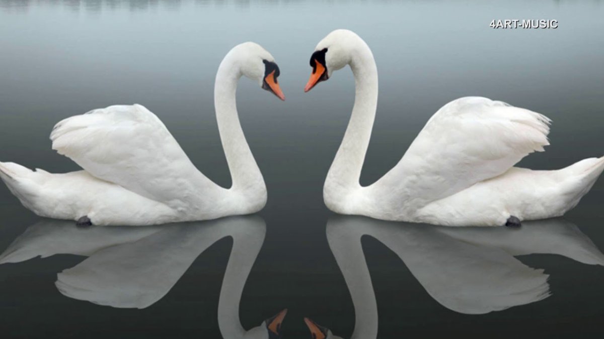 Лебедь с отражением