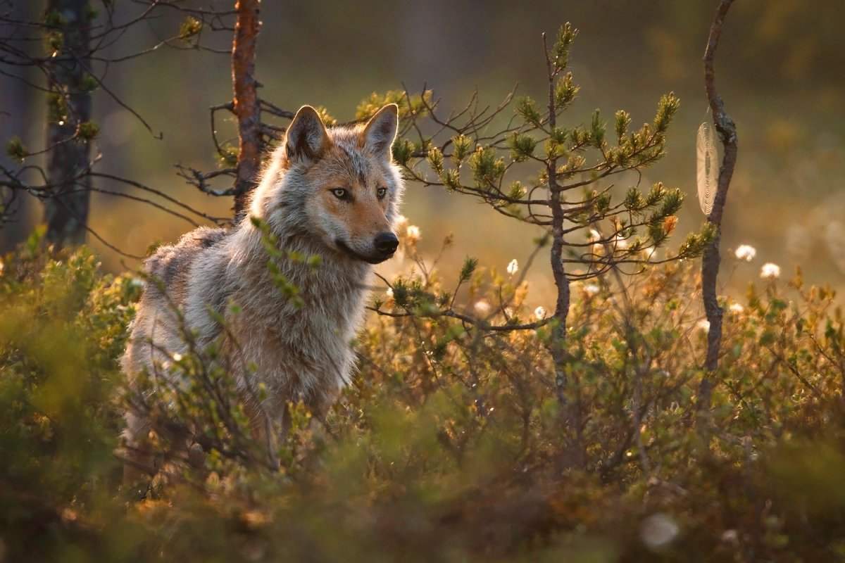 Волк в тайге