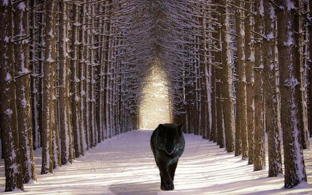 Волк уходит в даль