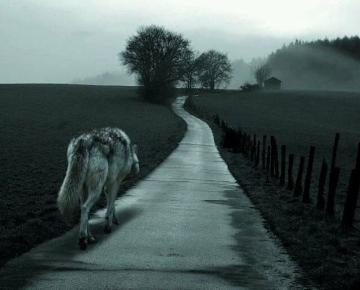 Волк идет по дороге