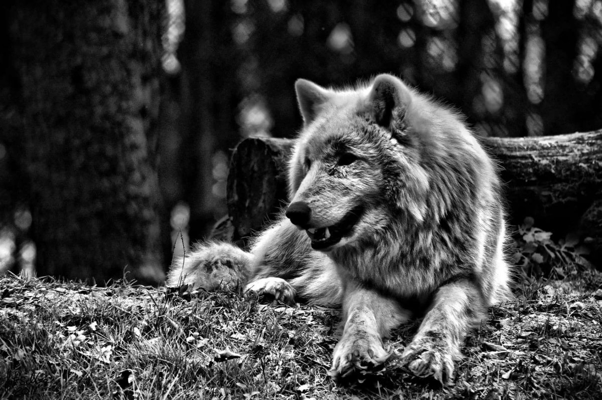 Волк одиночка