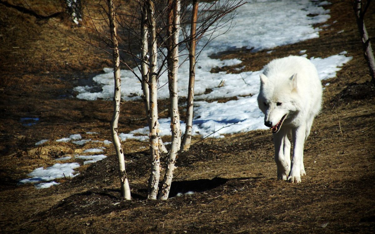 Огромный белый волк