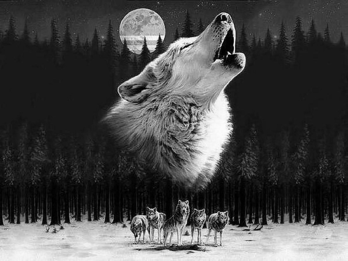 Воющий волк