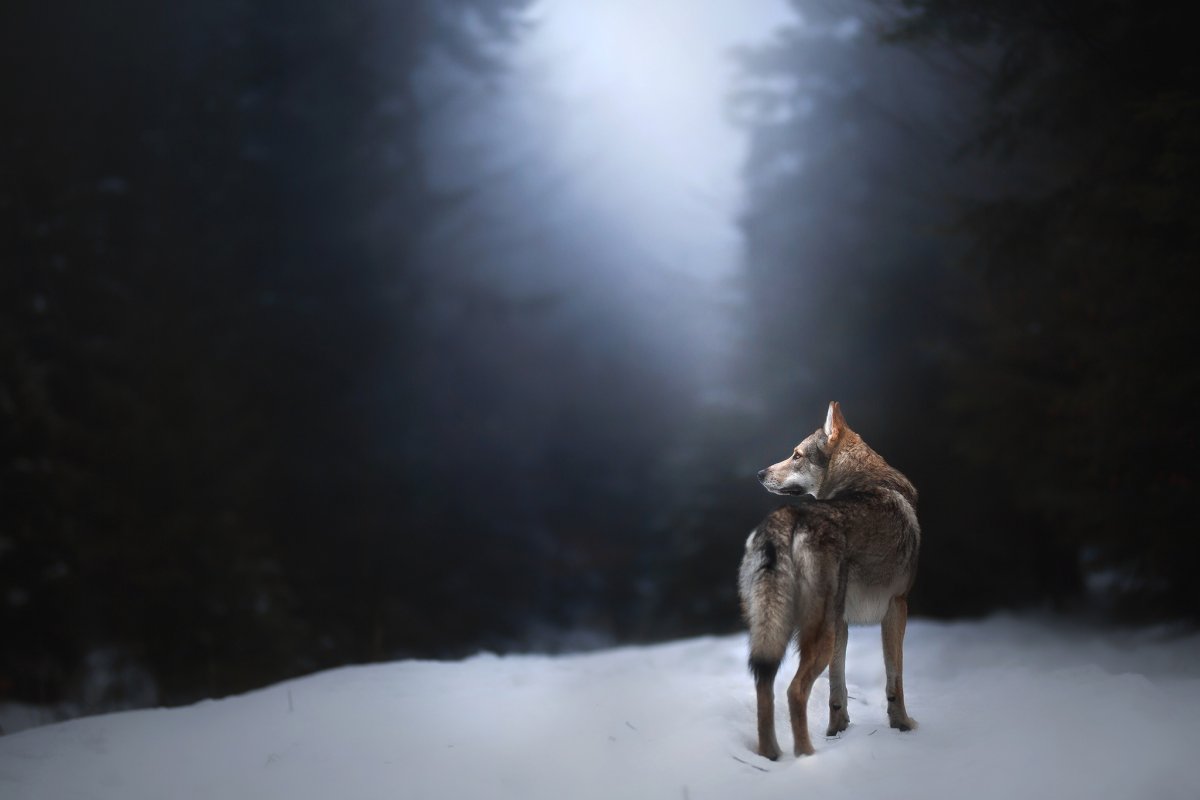 Уходящий волк