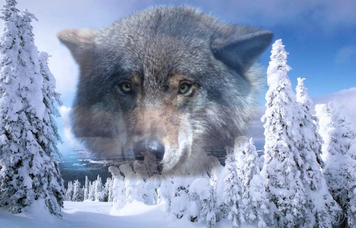 Волк в Снежном лесу