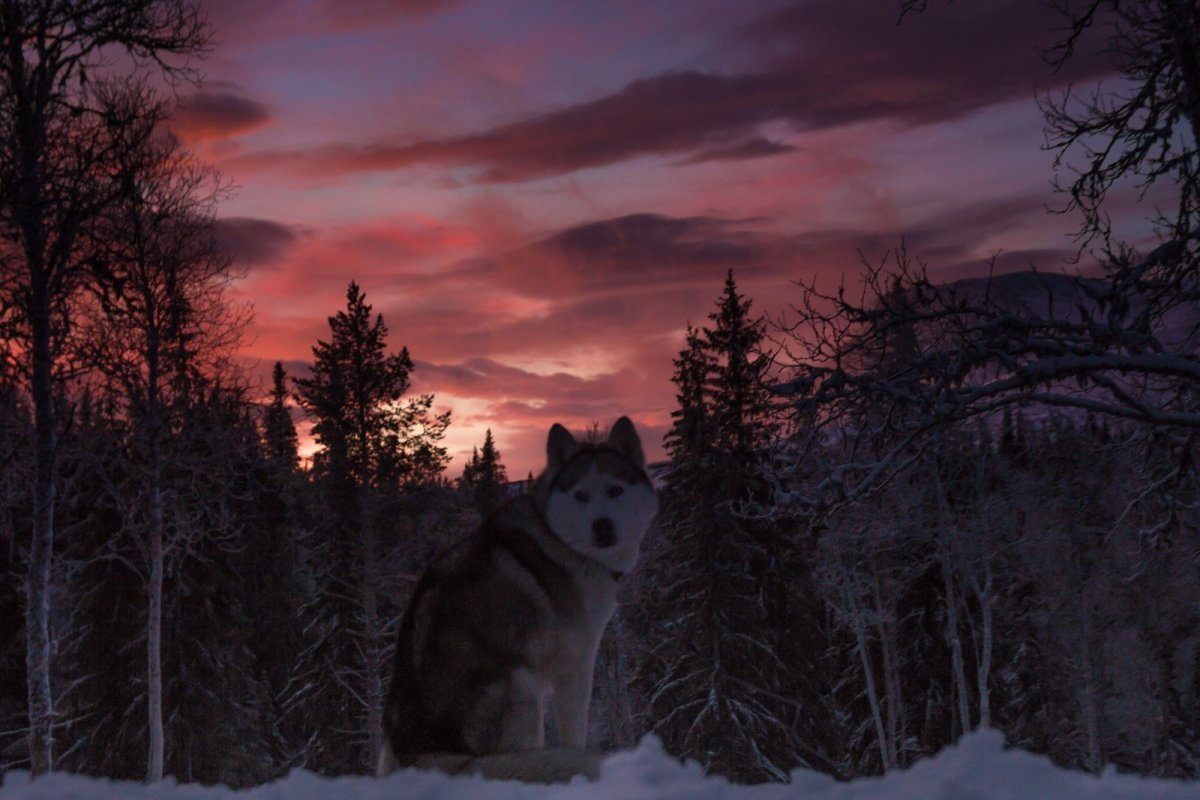 Волк в ночном зимнем лесу